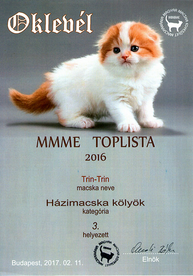 Top3_hhp-kitten